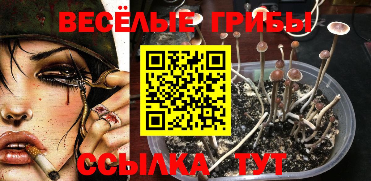 Пыть-Ях  Псилоцибиновые грибы Cubensis  где продают   Вход с VPN 